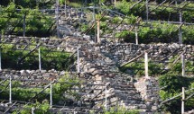 Title: Vineyards in Donnas, Italy Caption: The vineyards that line the mountains in Donnas are striking because they are so steep and constructed on narrow terraces. It takes an immense amount of effort to work these vineyards and a great deal of know-how to train the Nebbiolo grapes on these trellises. There are few young people who are willing to do this work and many vineyards are abandoned each year. The wine cooperative in Donnas is exploring new models of cooperation in an attempt to preserve this unique form of living cultural heritage.  