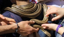 Title: Tourists Adjust a Snake placed around a Boy's Neck for a Photo Opportunity, Cocullo Snake Festival in Italy, 1 May 2012 Caption: The Marsi of the central Italian Abruzzo venerated snakes as pagan symbols of the rejuvenating life cycle. With the advent of Catholicism, the cult of Saint Domenic was superimposed on this cultural practice. The result is a strange syncretism of the Catholic veneration of saints with the symbolic power of snakes - of all animals - when a statue of Saint Domenic adorned with dozens of snakes is carried along the streets of Cocullo. With its festival, this small hamlet attracts over 20,000 visitors every year. The photo shows snakes placed around a boy's neck for a photo opportunity - a very common sight in Cocullo throughout the day. Other visitors adjust the snakes.