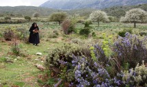 Category: PLACE

Title: Returning to Urzulei

By: Tracey Heatherington

Sardinian Supramonte. April 2012.

Title: Returning to Urzulei (Sardinian Supramonte, April 2012) Caption: Barbara grew up in the town of Urzulei, Sardinia, and often went to the communal territory where her uncle, a herder, kept his animals. She later married a man from the nearby town of Baunei, and has lived there for much of her adult life. Her memories of youth surged to the surface when she accompanied her daughter and son-in-law back to the Urzulei countryside in spring 2012, after 14 years of absence. Delighted by the perfume of rosemary and wild pear blossoms on a cool April day, she immediately set out to explore the landscape she said her feet remembered well, and began collecting firewood for her kitchen stove.  