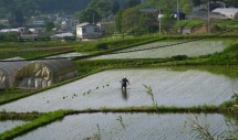 Title: "Filling in the blanks" May 2011, Northern Japan Caption: In communities in Northern Japan, rice planting often falls to the elderly, while younger people work outside the home. This solitary woman walks the paddy, planting seedlings in blanks left by the planting tractor used by her husband earlier that week.  