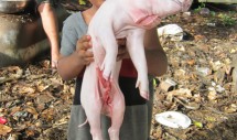 Title: Preparing puaka tunu (Tongatapu, Kingdom of Tonga, 2011/12/24) Caption: I believe one of causes which I have gained 7 kg within half a year is this delicious food! Sefo and boys are preparing a roast piglet, puaka tunu in Tongan language, for the farewell party which will hold in this evening. In Tongan society, cooking a roast piglet is the work for men, which father and elder brothers teach younger brothers how to make it as well as how to crack coconuts. However, as Sefo is still a 3-year-old little boy, he just helps elder boys. A roast piglet is the most popular food for every kind of feast such as wedding, school anniversary, church event and so on. Therefore, pigs are their important property which can be consumed themselves and sold to get money.
