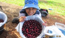 Title: Baah, albalou (yay, sour cherries); Melbourne, 24/12/2011 Caption: Many migrants struggle to find their traditional foods in host countries. For Iranian newcomers in Australia, albalou (sour cherry)- a favourite fruit for making jam, syrup or traditional dishes Such as albalou polo (sour cherry & rice) - seems unreachable, because they are rare or not available in the big Australian supermarkets. Some farms do sell sour cherries, (pick your own), but migrants who have just arrived and have weak social networks may struggle to find them. For Ali, in this photo, it took two years to find out that sour cherries do exist in Melbourne, just 40 km from his house. He was so excited to have so many sour cherries after longing for them for two years.