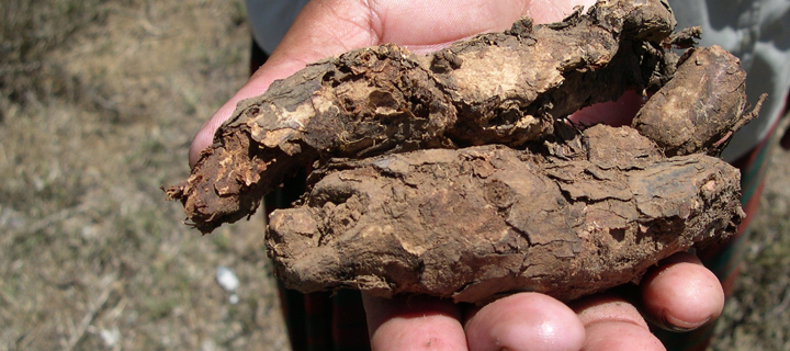 Featured Image Umckaloabo (Pelargonium sidoides) tubers. Photo courtesy Tony Dold