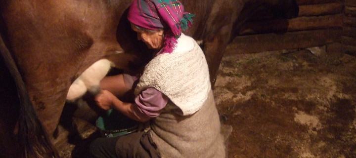 Featured Image Ukrainian woman milking cow. Photo courtesy Monica Eppinger