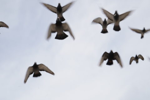 A flock of pigeons flies over head.