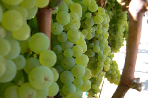 Close up photograph of grapes on the vine.