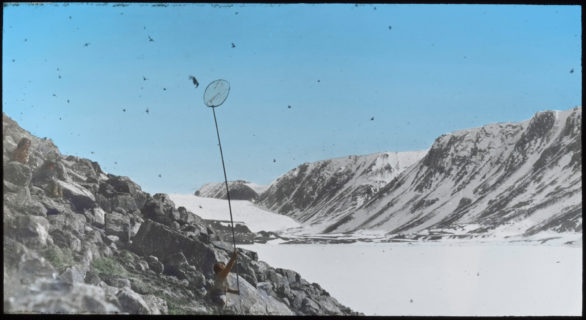 An individual stands on a rocky slope, the valley below covered in snow. The individual reaches a long pole with a net attached to the end up into the sky to try to catchone of the many birds flying around.