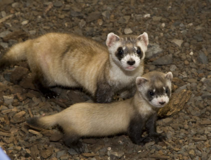 A mother ferret and her kit stand on woodchips. The mother looks directly at the camera.