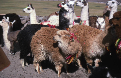 Llamas with ribbons tied around their ears and nexts huddle together.