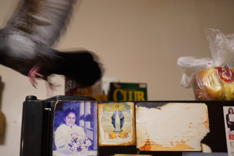 In a blur of movement, the pigeon flies from the top of the refrigerator.
