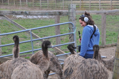 Author of this article Laurel B. Stymes stands in a corral with large headphones over her ears. She holds recording equiptment as emus surround her, and poke as the sound quipment that she has strapped across her shoulder.
