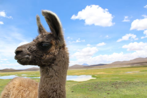 Close up of a llama that is looking to the left. Green fields, mountains, a small body of water, and a blue sky with puffy clouds line the background.