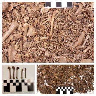Three different photos show shallow piles of bird bones.