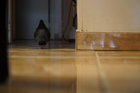 A pigeon walks through a doorway into the hall as though it were human.