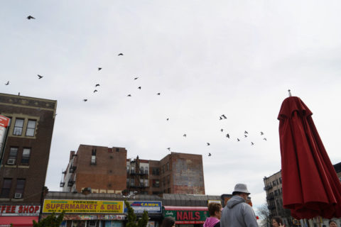 Flock of pigeons flies over buildings in Queens.