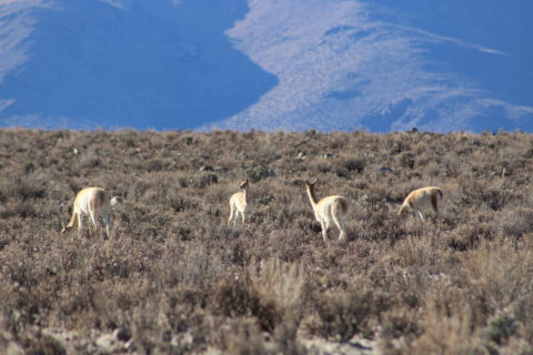 Four llamas stand in a pasture, with mountains rising up in the distance. Two have their heads down eating. The others stare out away from the camera.