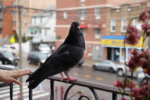 The pigeon is perched on the balcony railing, body facing the street but staring straight back at the camera.