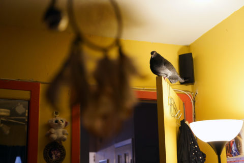 The pigeon perches on top of a door that opens into a bedroom. Clothing hangs on the back of the door, and a dream catcher punctuates the foreground.