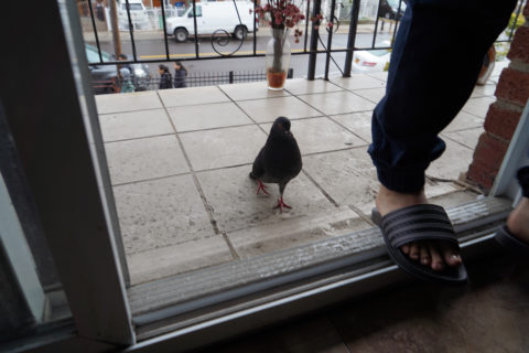The pigeon, walking, follows a human family member back inside from the balcony.