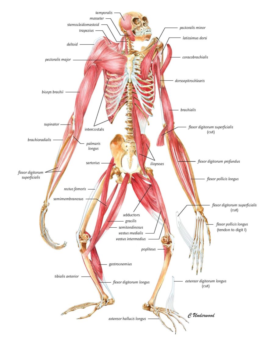 Chimpanzee Muscle Structure Chimpanzee Muscle Structure