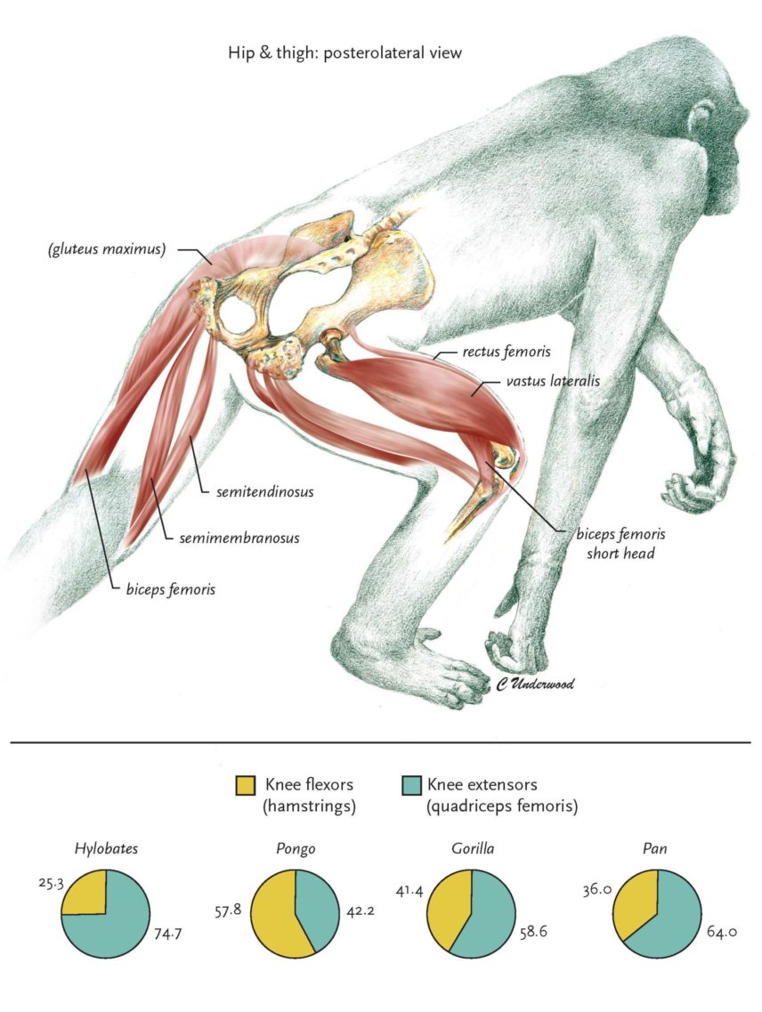 Illustration of a chimpanzee