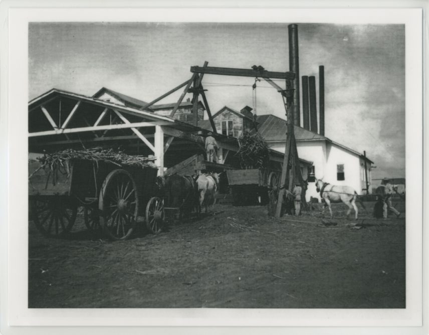 Black and white photograph of people laboring in sugar cane production
