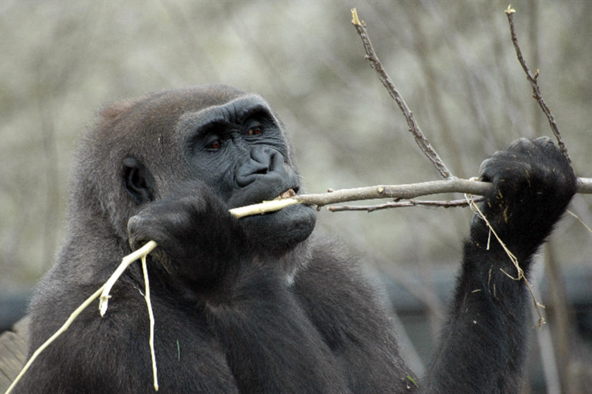 Photograph of a gorilla.
