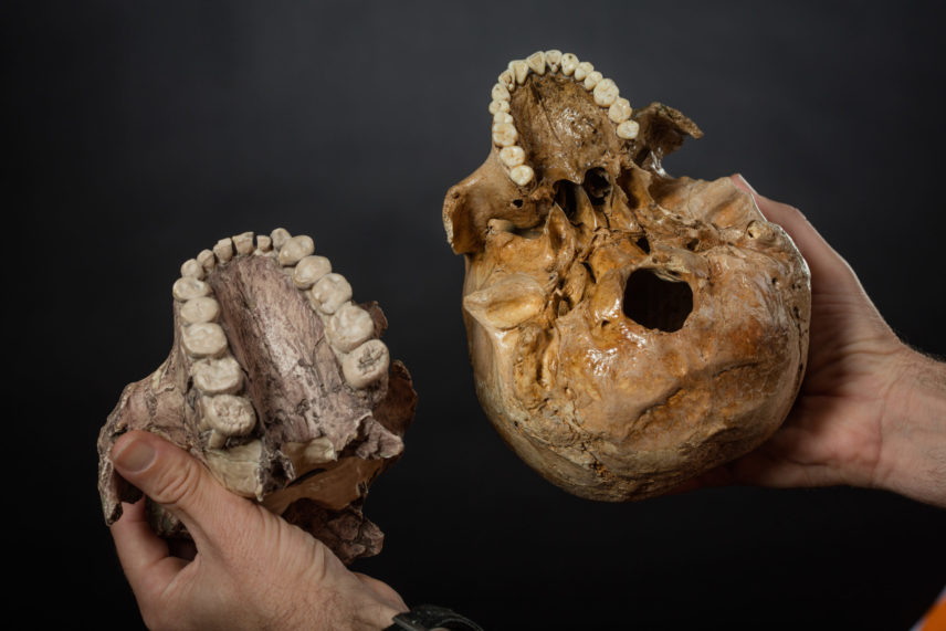 Photograph of a replica skull.