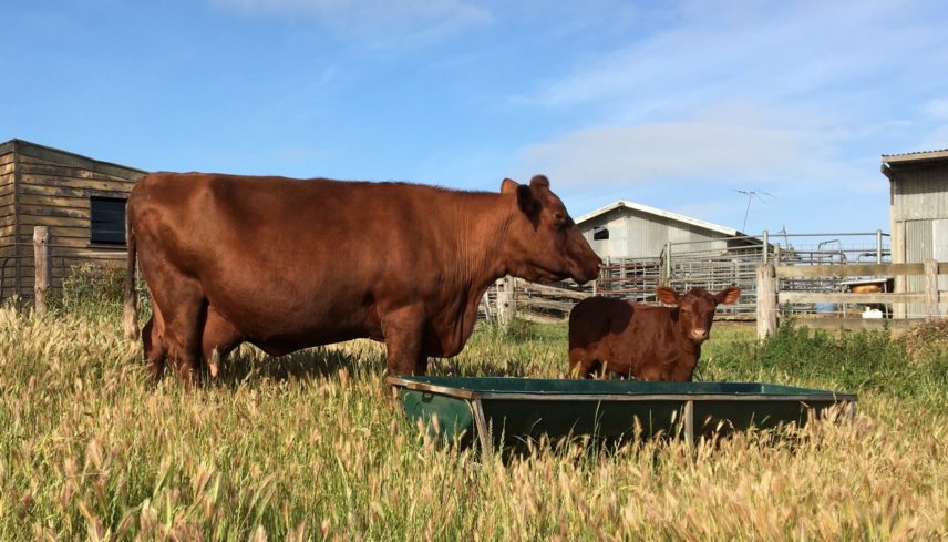 Photograph of a cow and calf outdoors