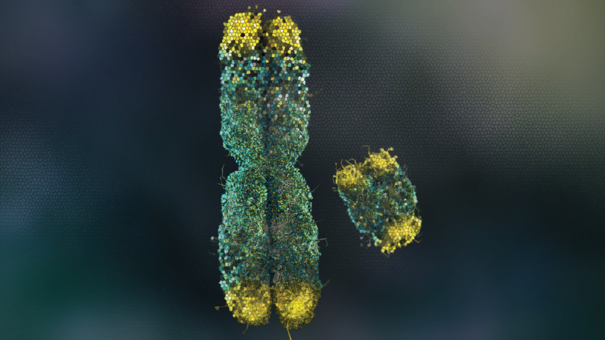 Rendering of an X and Y chromosome