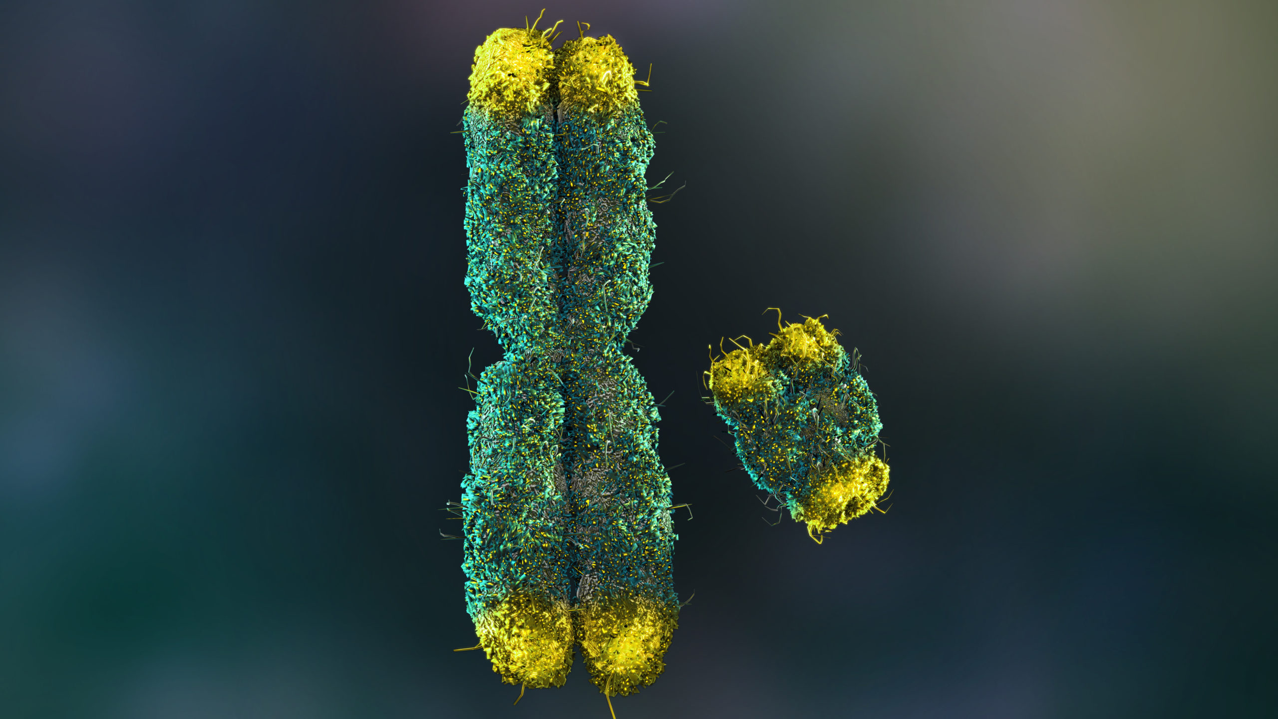 Rendering of an X and Y chromosome
