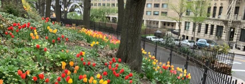 Photograph of flowers outdoors in a city
