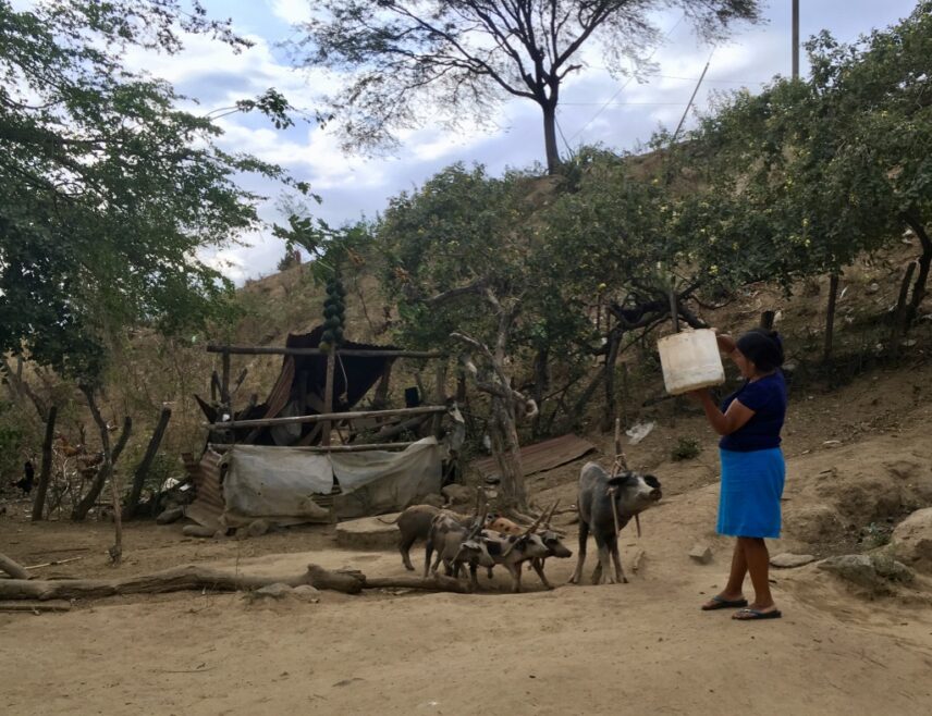 Photograph of a woman outdoors with pigs