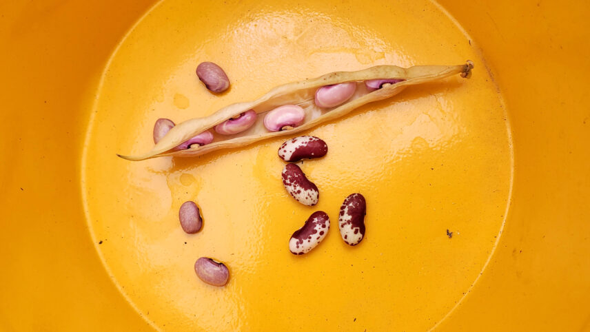 Photograph of beans in yellow container.