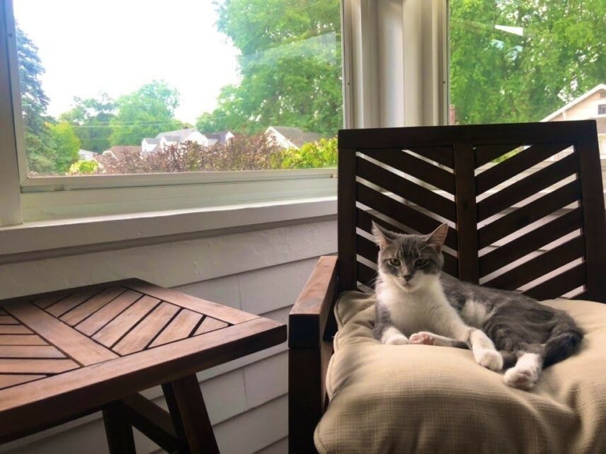 Photograph of a cat on a chair indoors.
