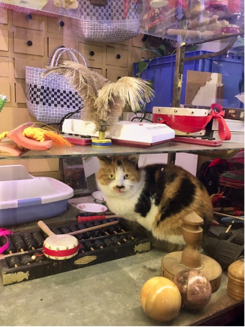 Photograph of a cat amongst donated items in the glass cabinet