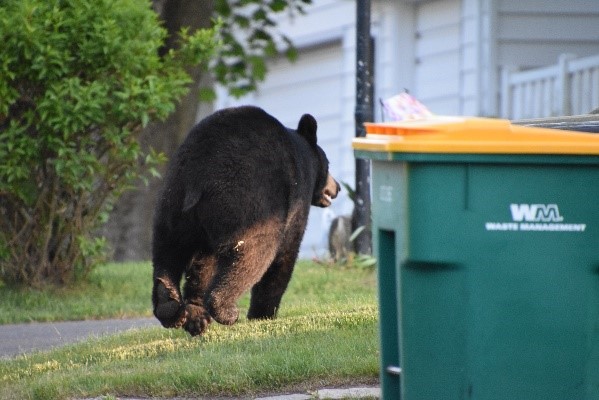 Photograph of a wild black bear in a suburban neighborhood.