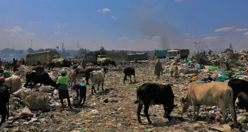 Photograph of cows wandering a landscape strewn with trash