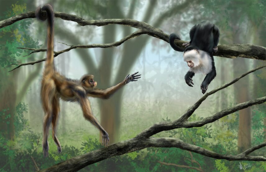 Illustration of monkeys in trees
