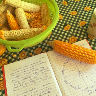 Photo of corn cobs and a field notebook