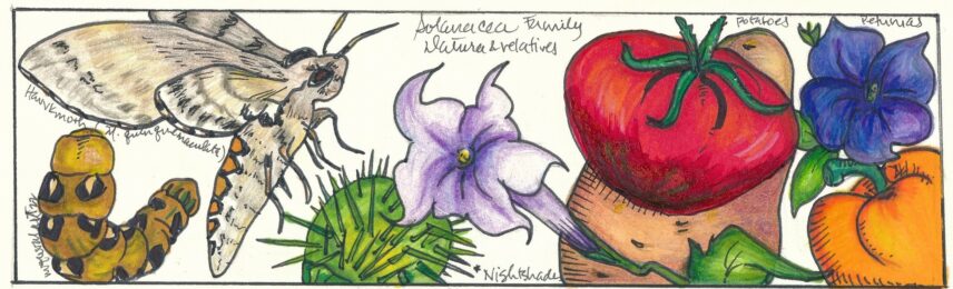 Illustrations of a caterpillar, moth, flowers, and vegetables.