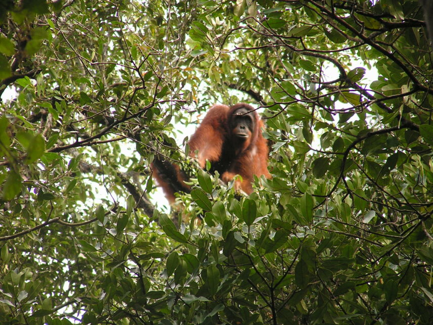 Photograph of an orangutan in a tree