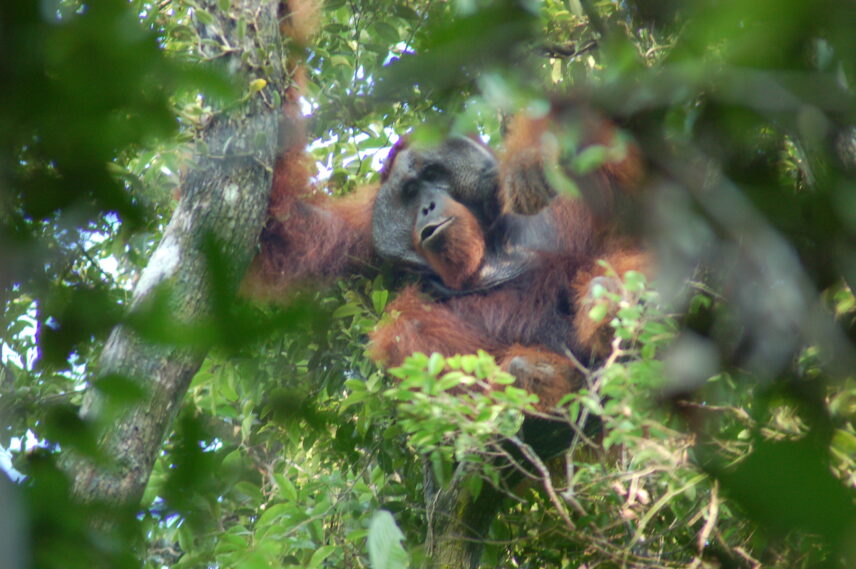 Photograph through leaves of an orangutan in a tree