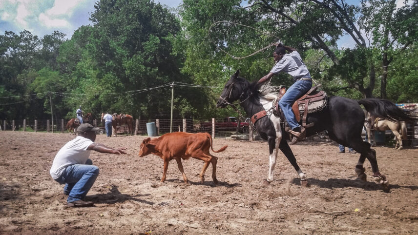 Photograph of a man on horseback swinging a rope above his head and looking at a calf ahead of him