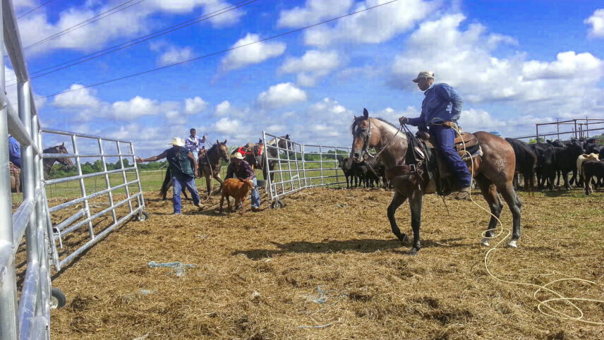 Photograph of people attempting to herd a calf into a pen