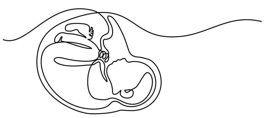 Line drawing of a fetus