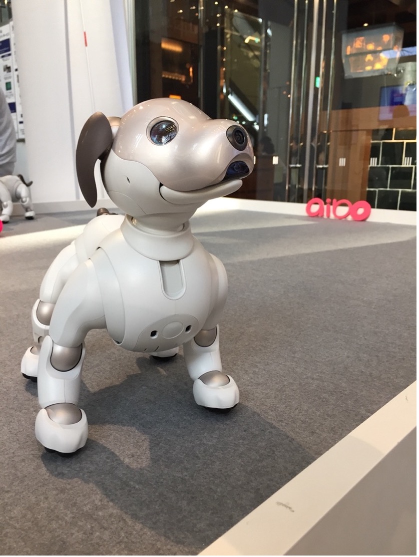 aibo