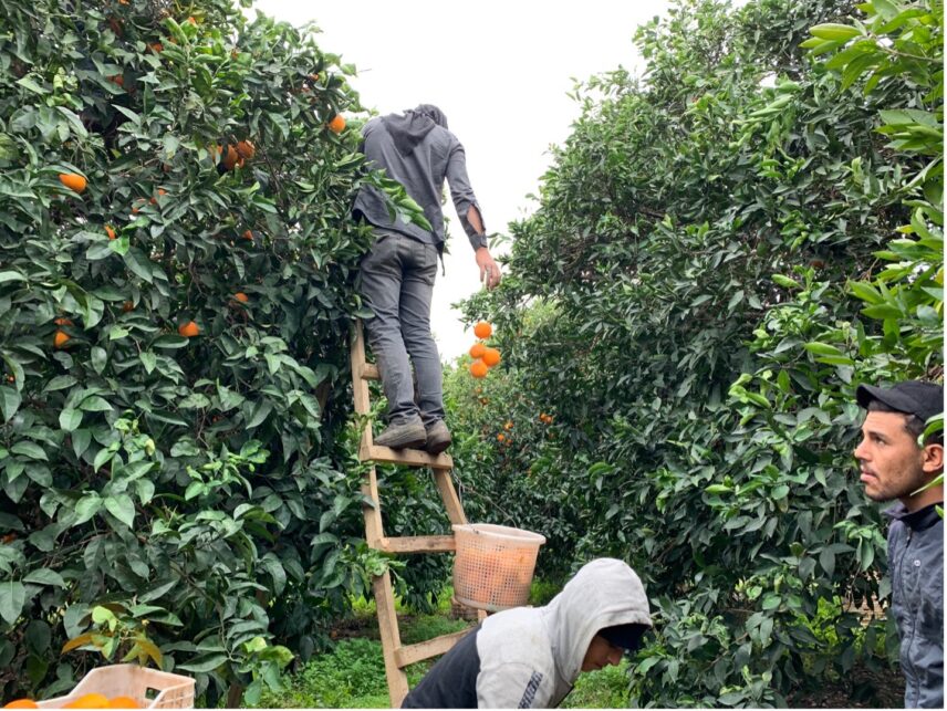 Farm workers working in an orange orchard in Finike.