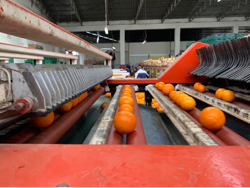 Processing of oranges on the assembly line.