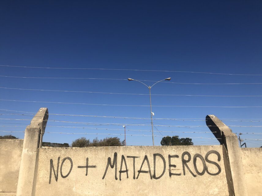 This is a picture of political spray painting on a wall surrounding a slaughterhouse in Chile. The wall is topped with barbed wire and, in the background, there are lights with a security camera.